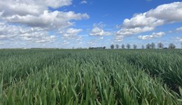 Top tips for T0: Spraying variable and fast-moving cereals